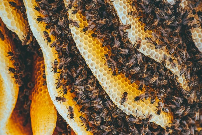Czy warto wybrać miód gryczany od pszczelarza?